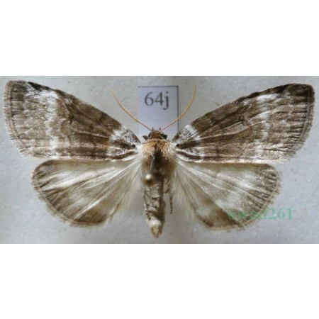 Tetheella fluctuosa (Hübner, 1803) Falica zmiennica Czech64j